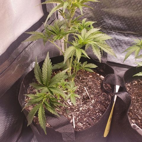 The Gold Flowers 💐 #3 growlog photo: 2gallons with 30ml/2TBS Herkalean Harvest  5ml/1TSP Bloom Khaos.  1/2CUP Oneshot each. LST and #4 Go5 super cropped.