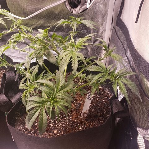 The Gold Flowers 💐 #3 growlog photo: 2gallons with 30ml/2TBS Herkalean Harvest  5ml/1TSP Bloom Khaos.  1/2CUP Oneshot each. LST and #4 Go5 super cropped.