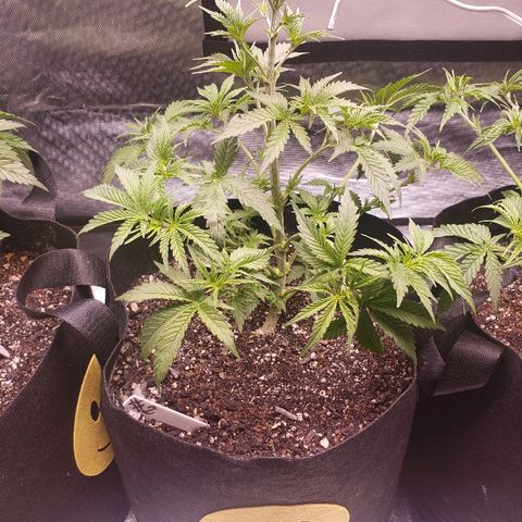 The Gold Flowers 💐 #3 growlog photo: 2gallons with 30ml/2TBS Herkalean Harvest  5ml/1TSP Bloom Khaos.  1/2CUP Oneshot each. LST and #4 Go5 super cropped.