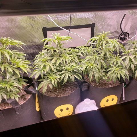 The Gold Flowers 💐 #3 growlog timeline photo