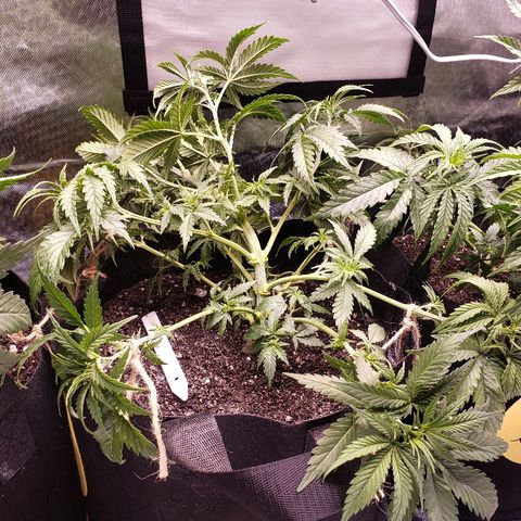 The Gold Flowers 💐 #3 growlog photo: LST today. Cut some leafs out. 2 gallon of water. 30ML/2TBS Herkalean Harvest 5MLS/ 1TSPKhaos Bloom