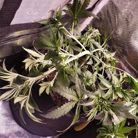 The Gold Flowers 💐 #3 growlog photo: LST today. Cut some leafs out. 2 gallon of water. 30ML/2TBS Herkalean Harvest 5MLS/ 1TSPKhaos Bloom