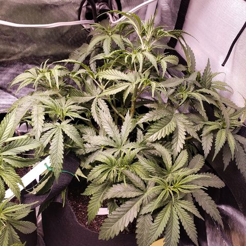 The Gold Flowers 💐 #3 growlog photo: LST today. Cut some leafs out. 2 gallon of water. 30ML/2TBS Herkalean Harvest 5MLS/ 1TSPKhaos Bloom