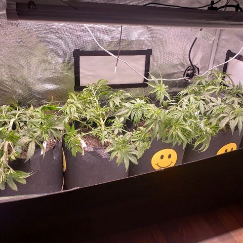 The Gold Flowers 💐 #3 growlog photo: LST today. Cut some leafs out. 2 gallon of water. 30ML/2TBS Herkalean Harvest 5MLS/ 1TSPKhaos Bloom