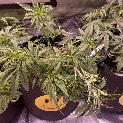 The Gold Flowers 💐 #3 growlog photo: LST today. Cut some leafs out. 2 gallon of water. 30ML/2TBS Herkalean Harvest 5MLS/ 1TSPKhaos Bloom