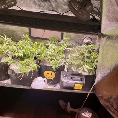 The Gold Flowers 💐 #3 growlog photo: LST doing great. I little cropping today. Pulled a few leads. 