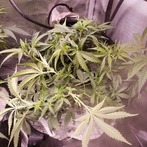 The Gold Flowers 💐 #3 growlog photo: LST doing great. I little cropping today. Pulled a few leads. 
