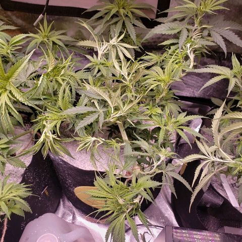 The Gold Flowers 💐 #3 growlog photo: LST doing great. I little cropping today. Pulled a few leads. 