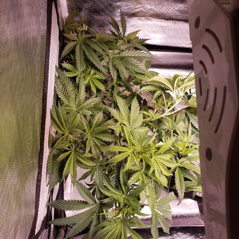 The Gold Flowers 💐 #3 growlog photo: LST doing great. I little cropping today. Pulled a few leads. 