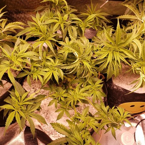 The Gold Flowers 💐 #3 growlog photo: LST doing great. I little cropping today. Pulled a few leads. 