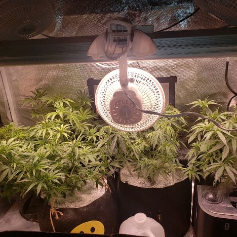 The Gold Flowers 💐 #3 growlog photo: 45ML/3TBS Herkalean Harvest 10ML/2TSP Bloom Khaos 