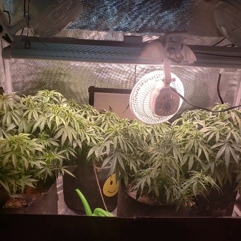 The Gold Flowers 💐 #3 growlog photo: PH 6.4  Herkalean Harvest 45ml/3TBS
