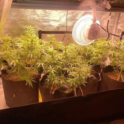 The Gold Flowers 💐 #3 growlog photo: 6 cups of water each. PH 6.4 Was 45 ml Herkalean Harvest 