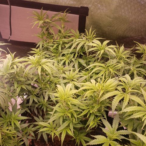 The Gold Flowers 💐 #3 growlog timeline photo