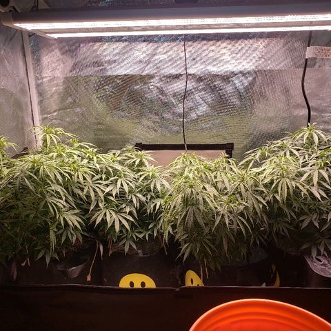 The Gold Flowers 💐 #3 growlog photo: Waterday