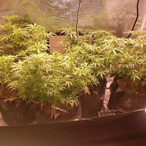 The Gold Flowers 💐 #3 growlog timeline photo