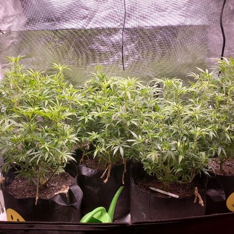 The Gold Flowers 💐 #3 growlog photo: 3TBS/45ml Herkalean Harvest. 1/4TSP1.25ml Bloom Khaos. IN3GALLONS