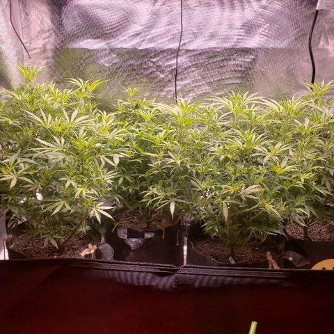 The Gold Flowers 💐 #3 growlog photo: 3 Gallons water. 45ml/3TBS Herkalean Harvest  1.251.25ml/ 1/2TSP Bloom Khaos PH 6.2