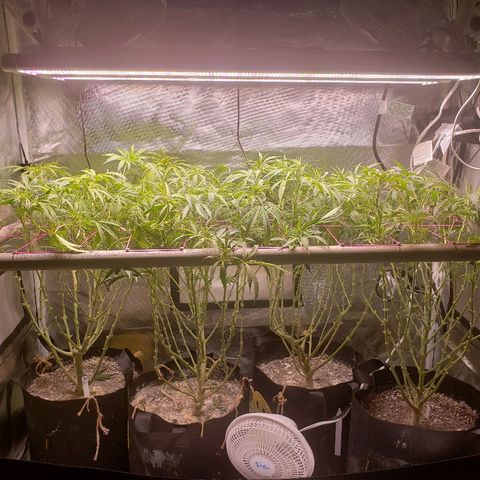 The Gold Flowers 💐 #3 growlog photo: 60ml/4TBS Herkalean Harvest 1TSP/5ml Bloom Khaos 