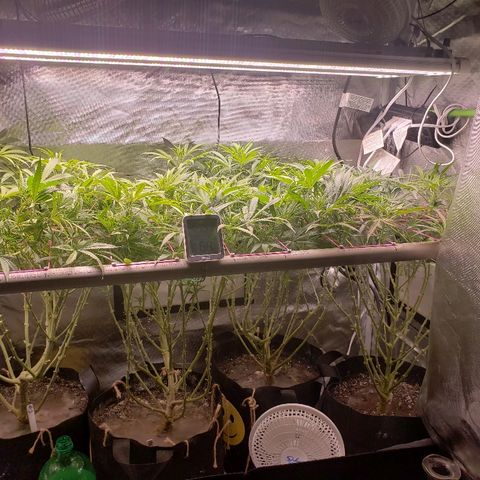 The Gold Flowers 💐 #3 growlog photo: 6TBS Herkalean Harvest 2TBS/30ml Bloom Khaos in 5 gallons