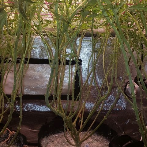 The Gold Flowers 💐 #3 growlog timeline photo