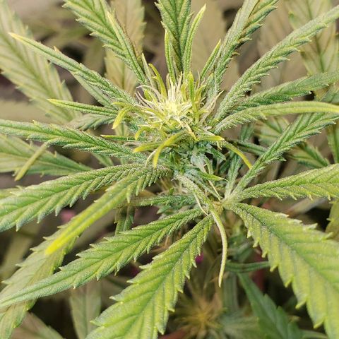 The Gold Flowers 💐 #3 growlog timeline photo