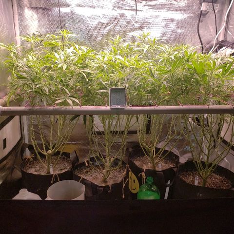 The Gold Flowers 💐 #3 growlog timeline photo