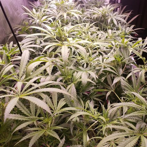 The Gold Flowers 💐 #3 growlog timeline photo
