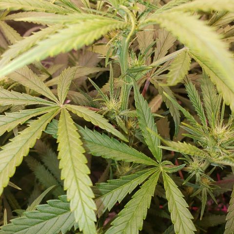 The Gold Flowers 💐 #3 growlog timeline photo