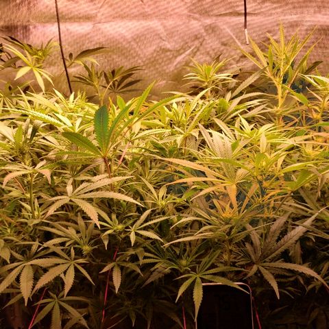 The Gold Flowers 💐 #3 growlog timeline photo