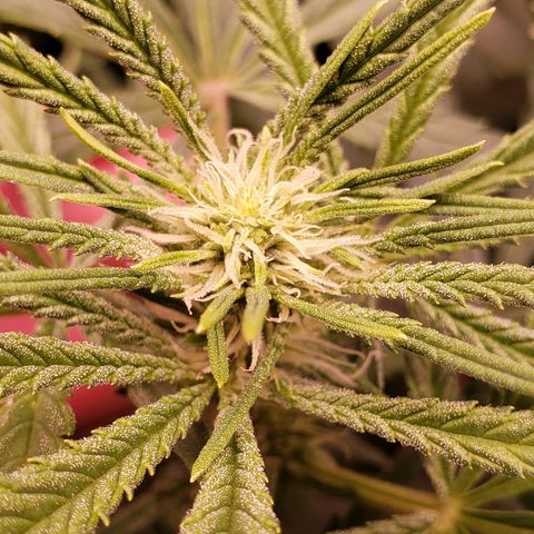 The Gold Flowers 💐 #3 growlog timeline photo