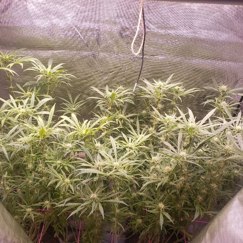 The Gold Flowers 💐 #3 growlog timeline photo