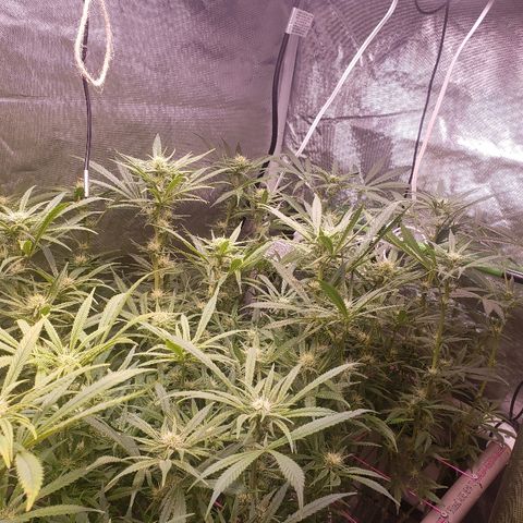 The Gold Flowers 💐 #3 growlog timeline photo