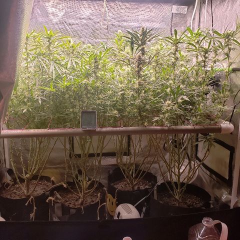 The Gold Flowers 💐 #3 growlog photo: Water data. 9TBS Herkalean Harvest 2TBS/30ml Bloom Khaos  Ph 7.8 All in 5 gallon bucket. Water til soil is pretty wet this time