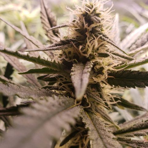 The Gold Flowers 💐 #3 growlog photo: Water data. 9TBS Herkalean Harvest 2TBS/30ml Bloom Khaos  Ph 7.8 All in 5 gallon bucket. Water til soil is pretty wet this time
