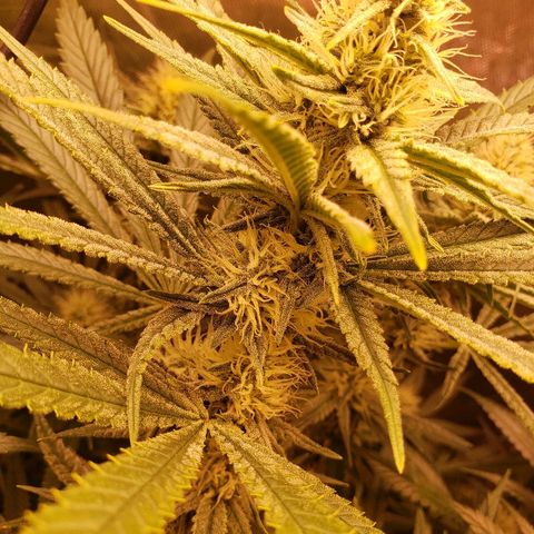 The Gold Flowers 💐 #3 growlog photo: Water data. 9TBS Herkalean Harvest 2TBS/30ml Bloom Khaos  Ph 7.8 All in 5 gallon bucket. Water til soil is pretty wet this time