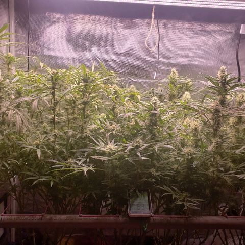 The Gold Flowers 💐 #3 growlog timeline photo