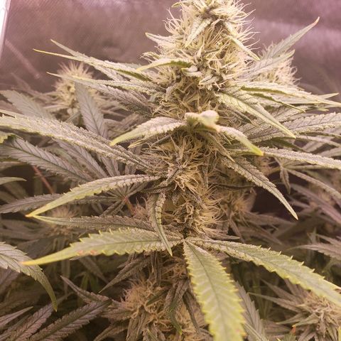 The Gold Flowers 💐 #3 growlog timeline photo