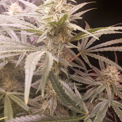 The Gold Flowers 💐 #3 growlog timeline photo