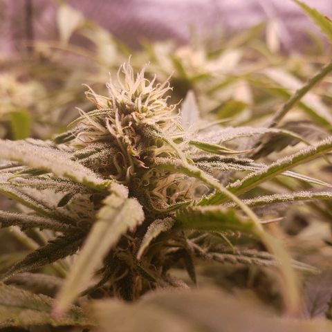 The Gold Flowers 💐 #3 growlog timeline photo