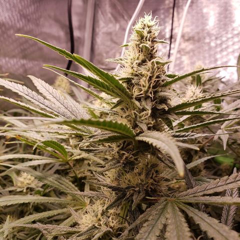 The Gold Flowers 💐 #3 growlog photo: Water day 9TBS Herkalean Harvest  3TBS  BloomKhaos