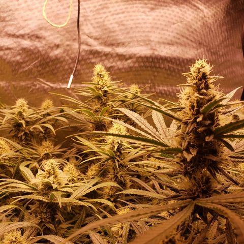 The Gold Flowers 💐 #3 growlog photo: Water day 9TBS Herkalean Harvest  3TBS  BloomKhaos