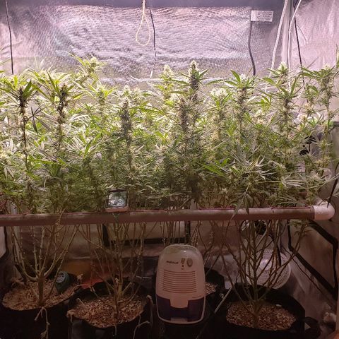 The Gold Flowers 💐 #3 growlog photo: Water day 9TBS Herkalean Harvest  3TBS  BloomKhaos