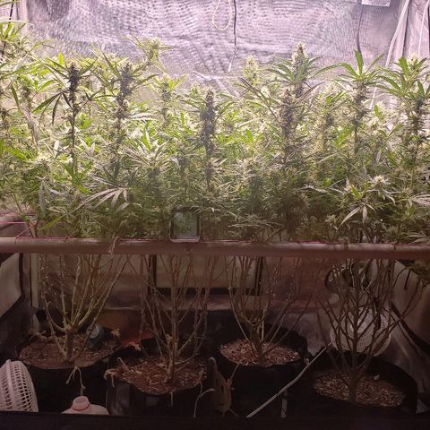 The Gold Flowers 💐 #3 growlog photo: 10TBS Herkalean Harvest 3TBSBloom Khaos PH6.14