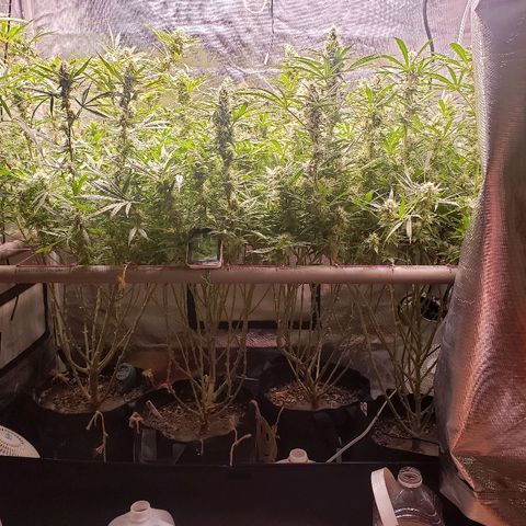 The Gold Flowers 💐 #3 growlog photo: PH7.20 10tbs Herkalean 3TBSBloom Khaos