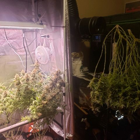 The Gold Flowers 💐 #3 growlog photo: Harvest