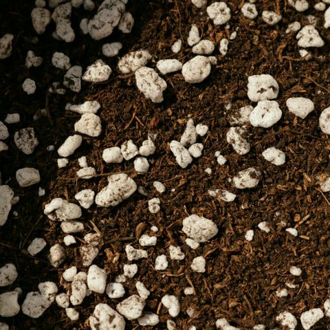 Lestrange #1 growlog timeline photo