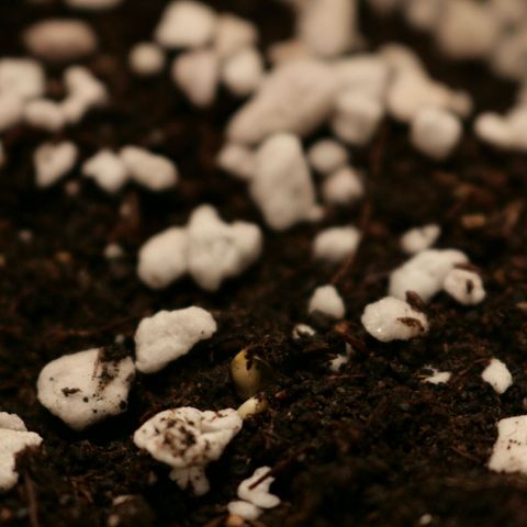 Lestrange #1 growlog photo: Rompió el sustrato y esta dispuesto a vivir