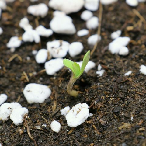 Lestrange #1 growlog timeline photo
