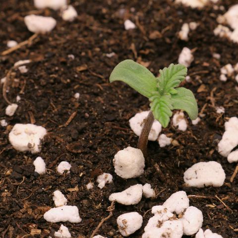 Lestrange #1 growlog timeline photo